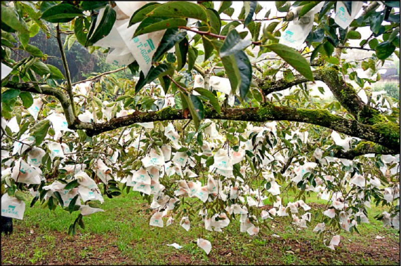 秋日的拉拉山，甜柿結實纍纍。