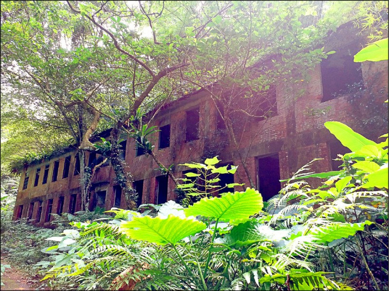 曾住千名礦工的礦工宿舍，現人去樓空，空蕩的紅磚屋被綠叢包圍。