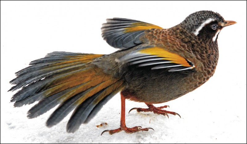 賞雪兼賞金翼白眉鳥，只見牠一身亮麗耀眼，展翅欲飛。