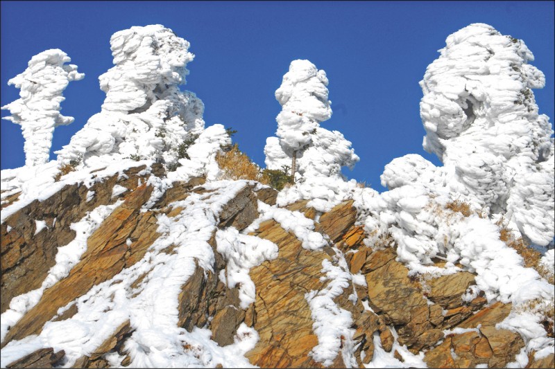 武嶺頂上樹木披掛厚厚白雪，如樹冰的奇形怪狀，可愛巧妙。
