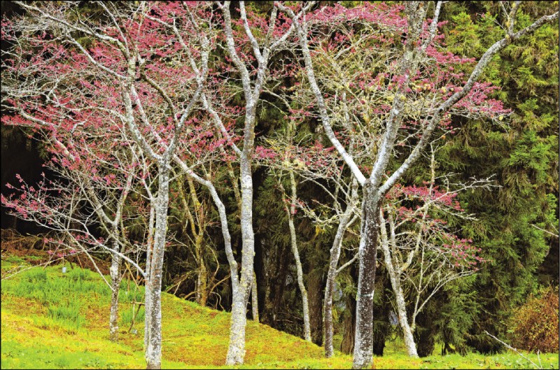 阿里山上有大片的緋寒櫻花樹林。