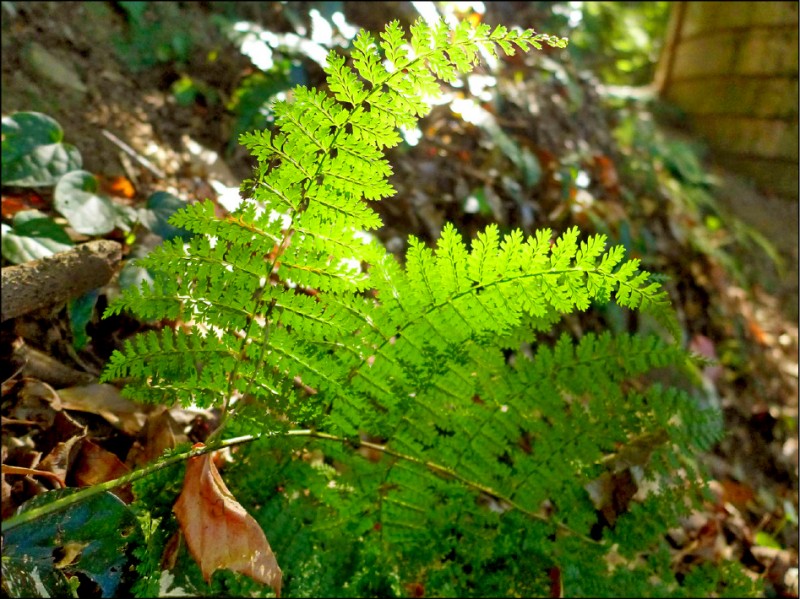 放緩步伐便能發現路旁清新可人的風景。