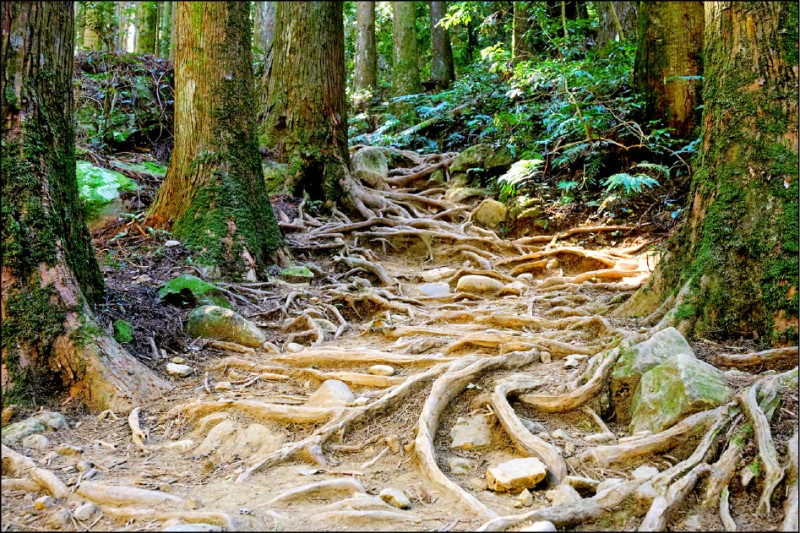 加里山登山步道的樹根路特別有味道，但得小心行走避免絆倒。