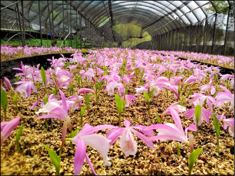 若2～4月花季期間前往，不妨順道至大坪林道上一葉蘭培育農園賞花。（章瑞龍提供）