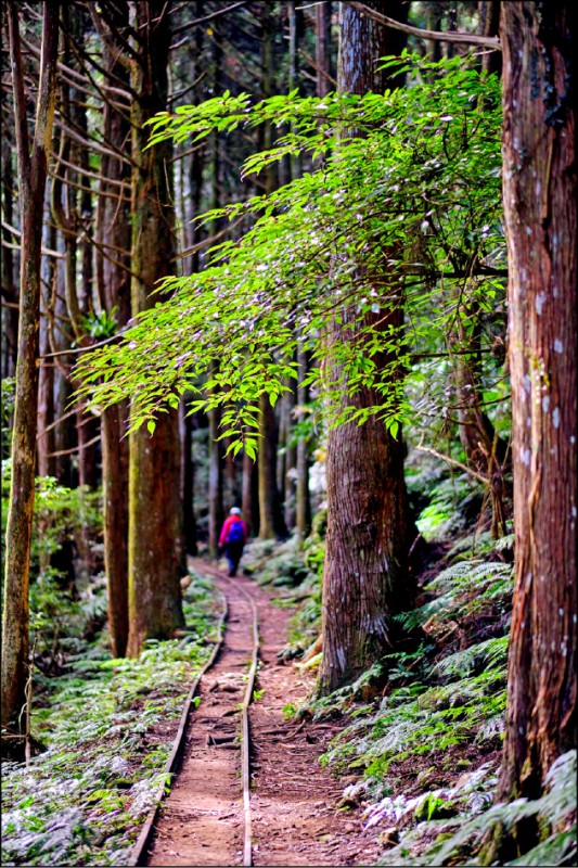 加里山登山步道可以發現多段過去用來運輸木材的台車軌道遺址。