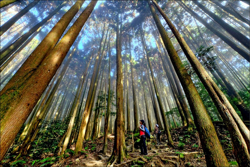 光影、霧氣，讓加里山森林更顯神祕及美麗。