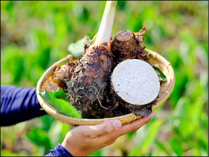 公館的芋頭進入產季，部份農園開放遊客下田體驗拔芋頭。