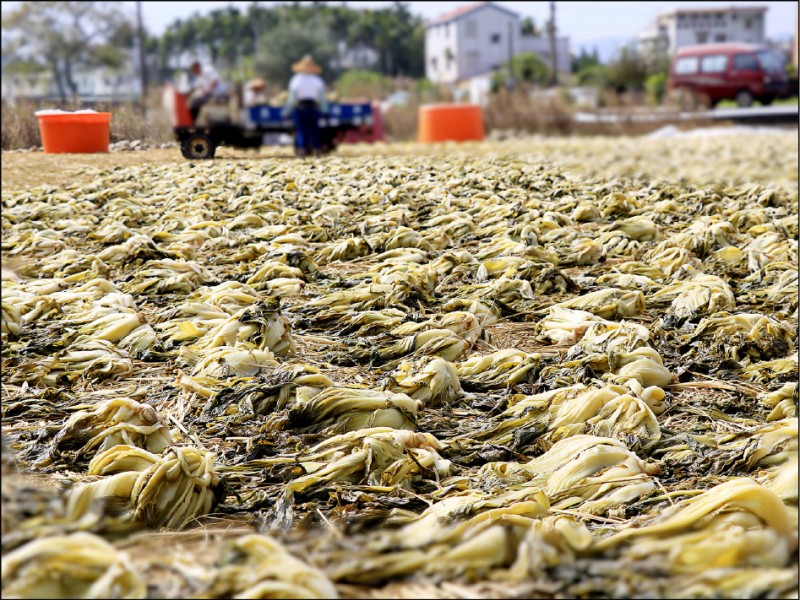 進入11月便能在公館見到充滿鄉村風味的曬菜景象。