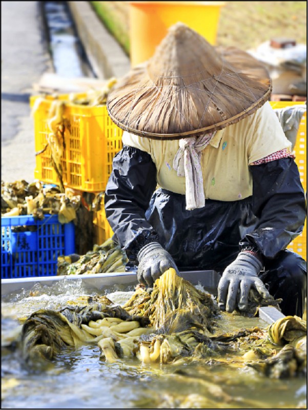 曬福菜必須先將醃漬幾天的芥菜清洗後，才晾曬。