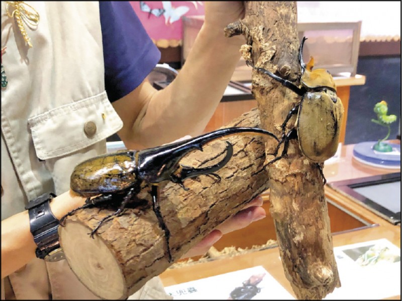 解說員拿出各種令人大開眼界的昆蟲！