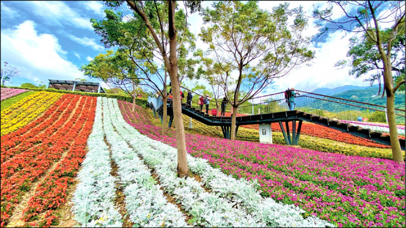 三層崎花海選用薰衣草、銀葉菊、孔雀草等花草，營造出漸層的線條感。