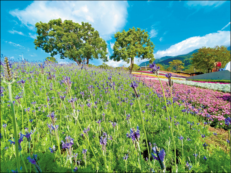 位於北投社的三層崎花海，利用1萬6千盆薰衣草設計出薰衣草海。