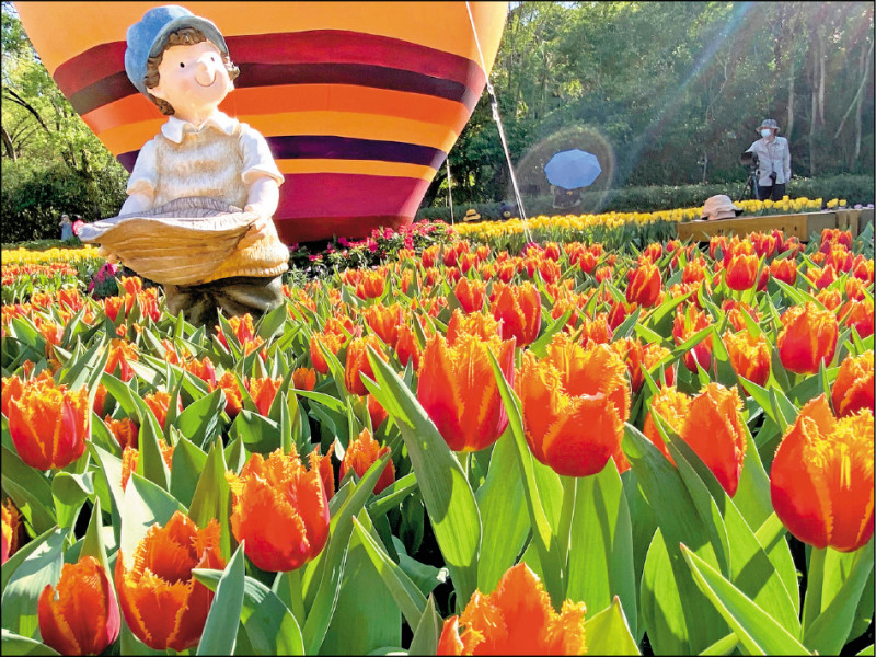 士林官邸花季以多元品種鬱金香妝點營造幸福感。