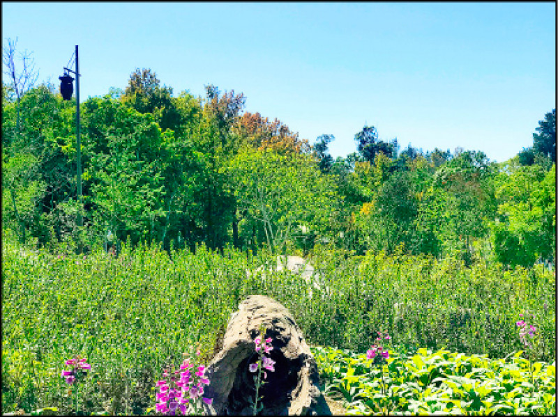 花博森林園區裡，模擬2,500公尺中高海拔霧林帶之場景。