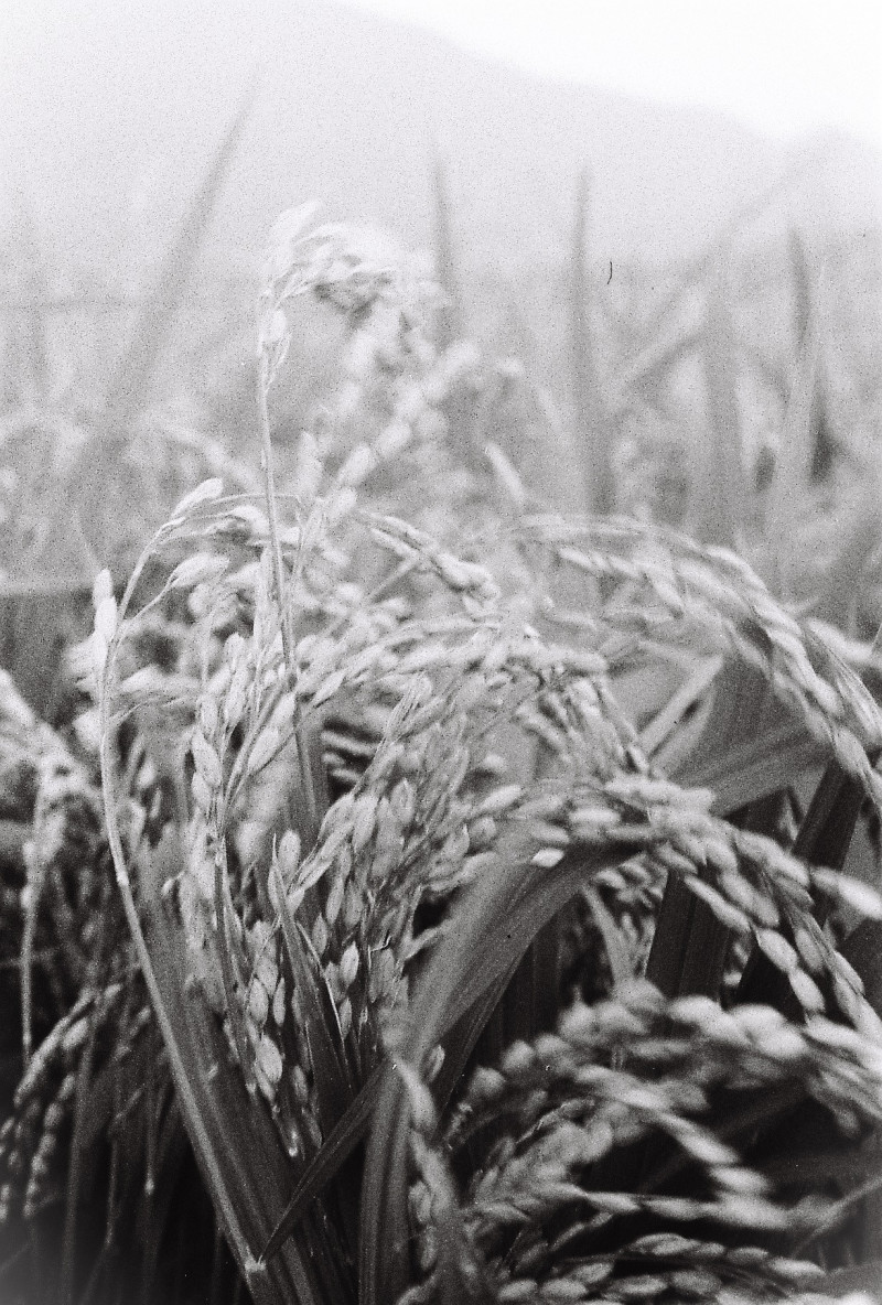 富里有人藝術節邀請日本攝影師岡本孝，拍攝富里的美景。（富里有人藝術節）