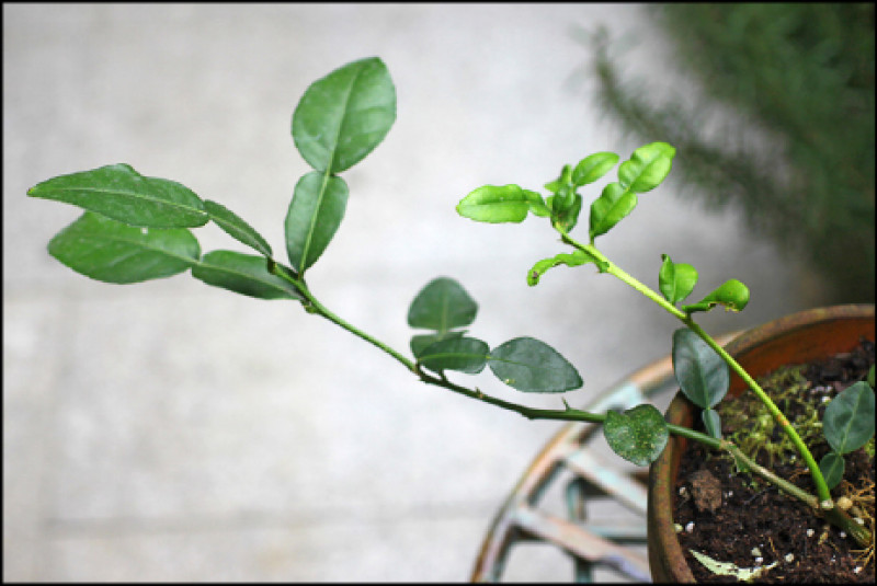 馬蜂橙kaffir Lime