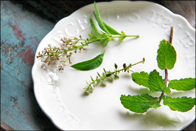 由左至右檸檬馬鞭草、檸檬百里香、綠薄荷。