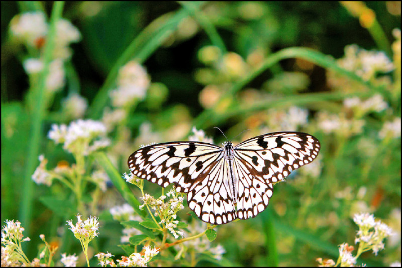 大白斑蝶