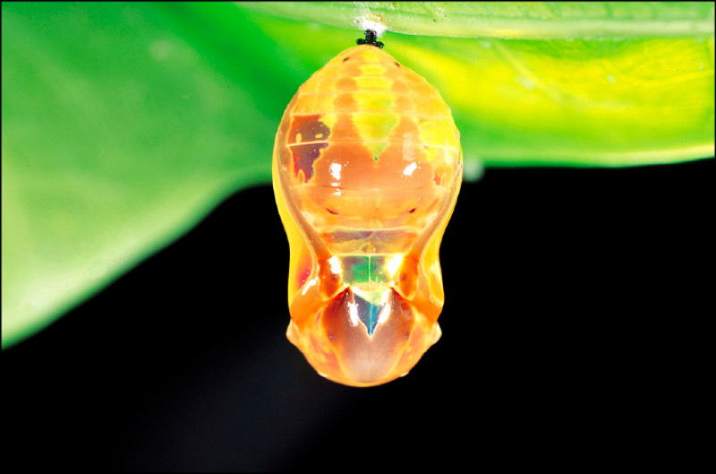 紫斑蝶的黃金蛹。