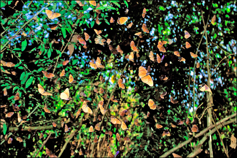 在紫蝶幽谷內群舞的紫斑蝶。