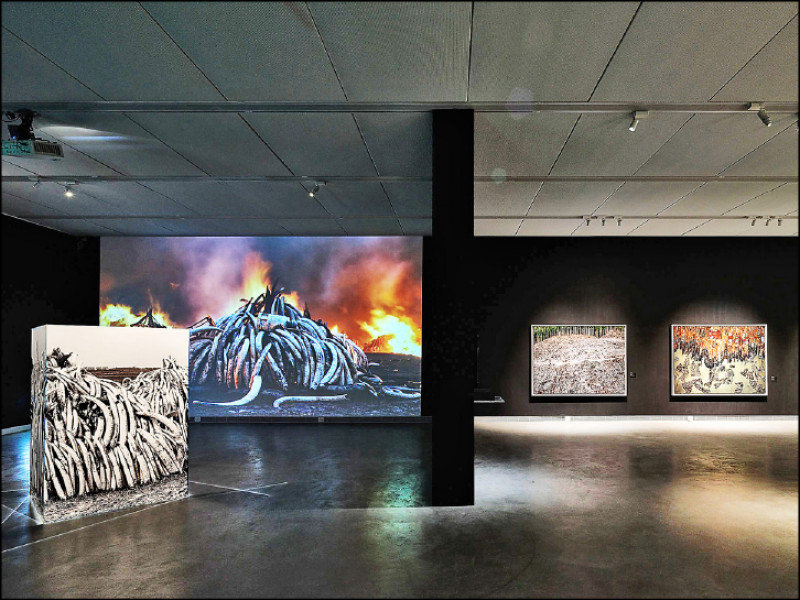 2016年4月30日，肯亞的奈洛比國家公園以有史以來最大的焚燒象牙贓物行動，宣告嚴禁盜獵和販賣野生動物的國際犯罪，現場銷毀了捕殺約1萬頭大象所取得的105噸象牙。（林昱晴攝）