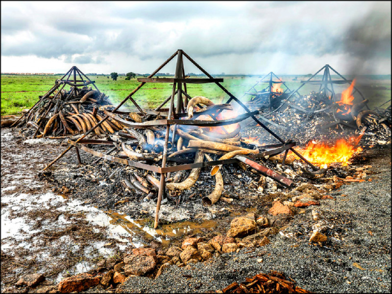 愛德華．伯汀斯基，焚燒象牙-1號，5月1日，奈洛比，肯亞，2016 © 愛德華．伯汀斯基，由香港Flowers畫廊／新加坡Sundaram Tagore畫廊提供