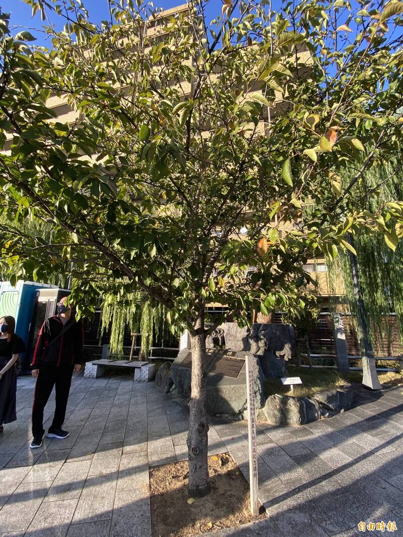 周水美在12年前親手種下的櫻木、現今枝葉繁茂地見證北投溫泉與道後溫泉的友好情誼。（記者周幸叡攝）