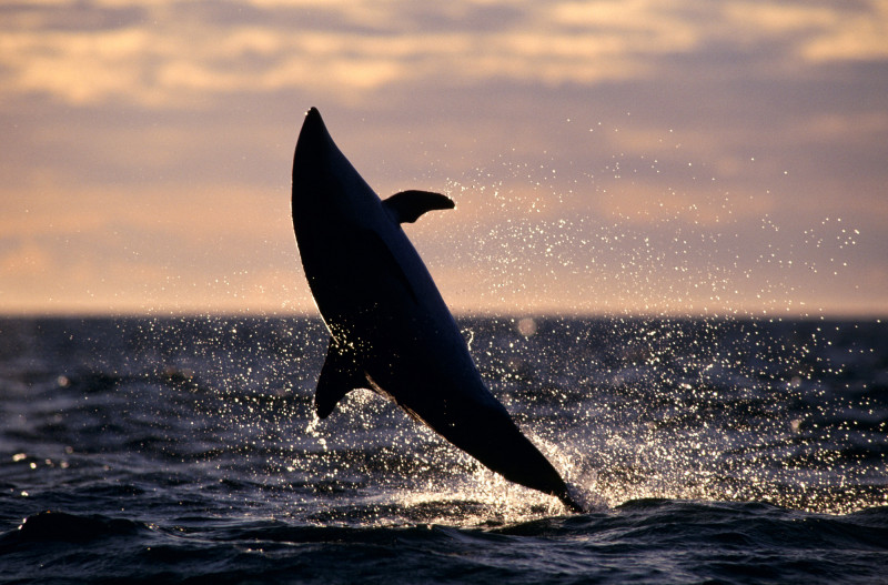 凱庫拉是紐西蘭知名的賞鯨聖地。（紐西蘭觀光局提供）