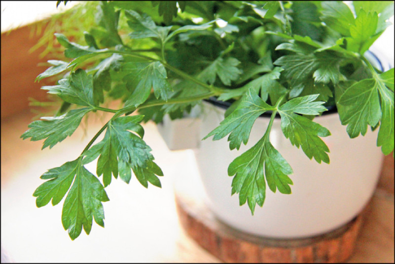 荷蘭芹Parsley