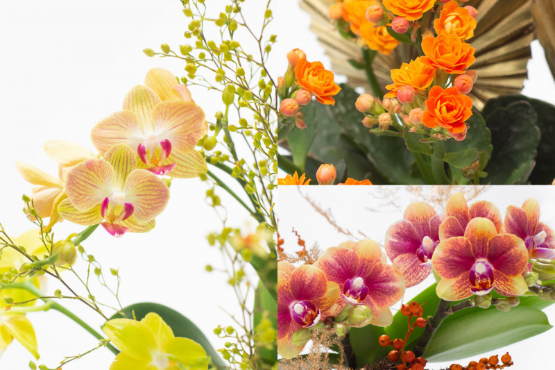 龍年除舊佈新，透過植物讓心情運勢更美好。（有肉 Succuland提供）