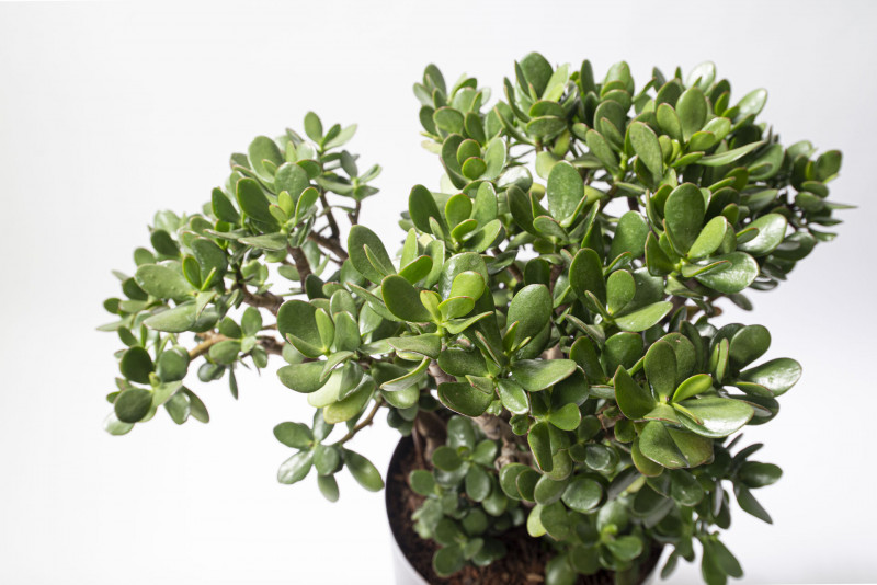 發財樹。（有肉 Succuland提供）