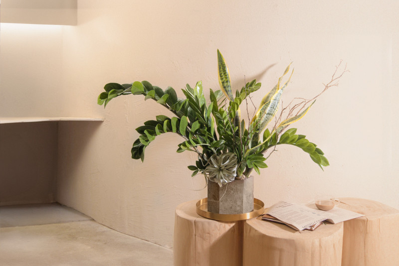 金錢樹。（有肉 Succuland提供）