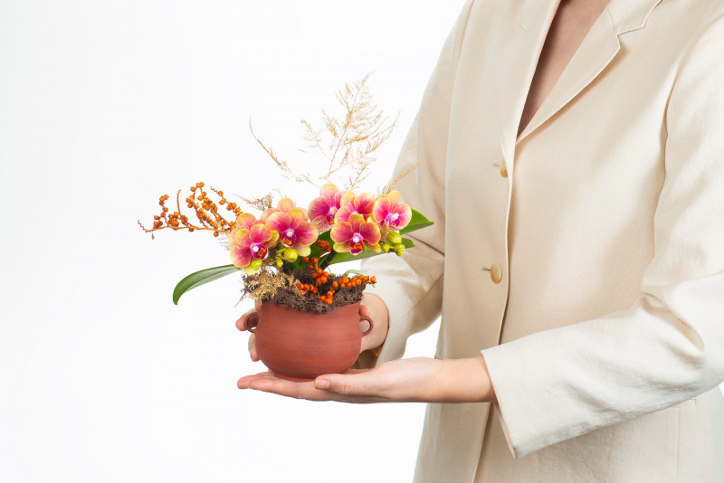 招財蝴蝶蘭，喜盈春曉。（有肉 Succuland提供）