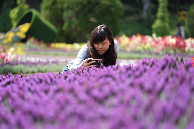 賞薰衣草拍美照贏大獎  九族「紫戀薰衣草」展現浪漫奇蹟