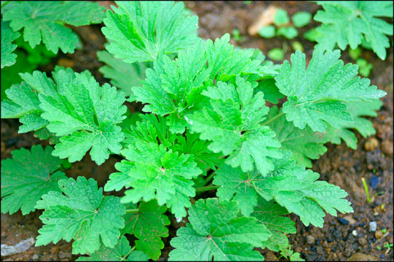 益母草幼苗葉片為圓形，可煎蛋炒食或煮湯食用。