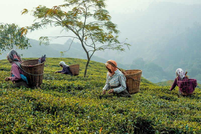 TWG Tea為茶園合作夥伴提供學童教育及社區醫療服務，在每一杯大吉嶺茶背後，為環境永續與社區關懷貢獻一份心力。（TWG Tea提供）