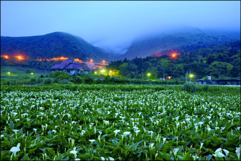 陽明山晨間的海芋景色。（達志）