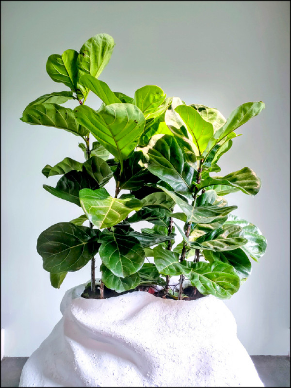 鄒欣寧、高俊宏作品〈你的樹盟友〉。