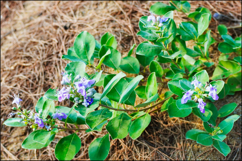 蔓荊不但可賞食，更有海灘固砂作用，默默保護海岸線。