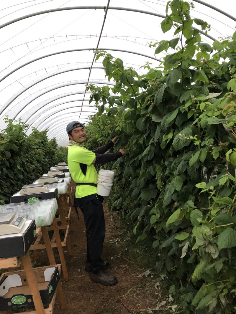 《快手澳客》寫到的採果手靈感來自林國峰在澳洲打工的經驗。（林國峰提供）