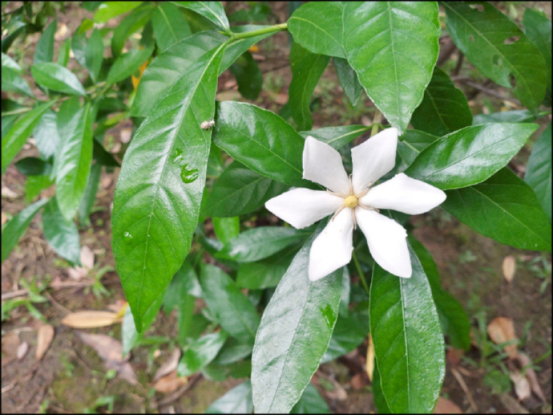 梔子花形似茉莉，濃郁芬芳。單瓣為藥用品種。