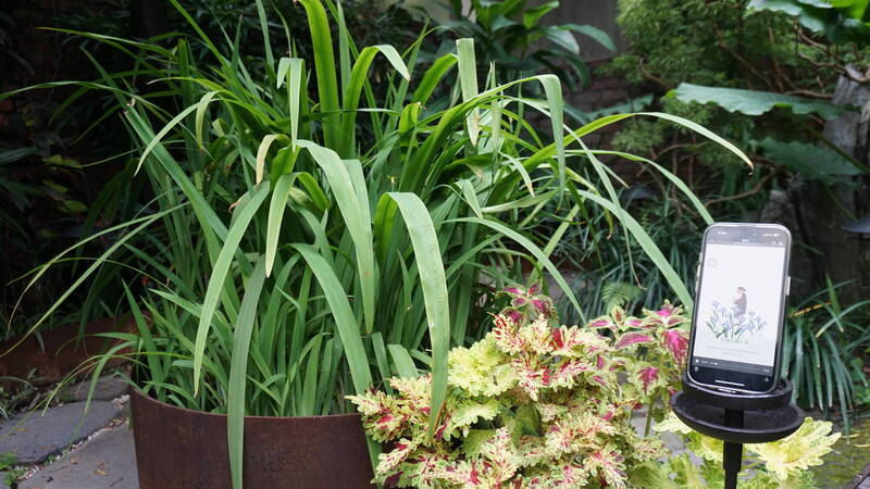 「穀谷」以嘉義著名畫家，如陳澄波、席德進、張李德和、林臥雲、翁坤德等人畫作中的植物連結庭園造景，民眾可透過APP認識植物與畫家。（嘉義異鄉人提供）