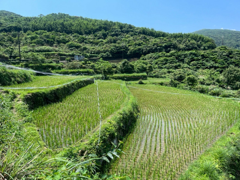 貢寮水梯田是當地重要的文化資產。（福容大飯店福隆提供）