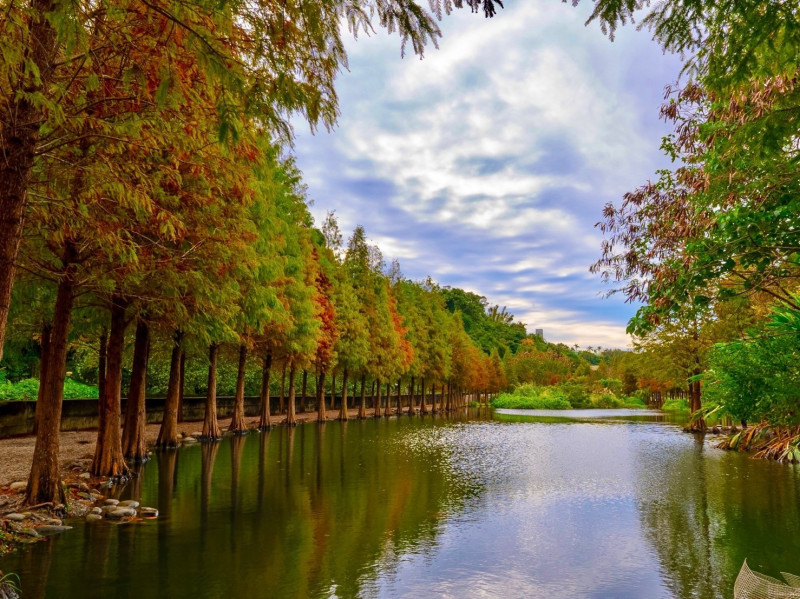 桃園大溪月眉人工濕地生態公園種植370棵落羽松，每到秋冬都會由綠、黃轉紅，倒映水面繽紛美麗。（福容徠旅中壢提供）