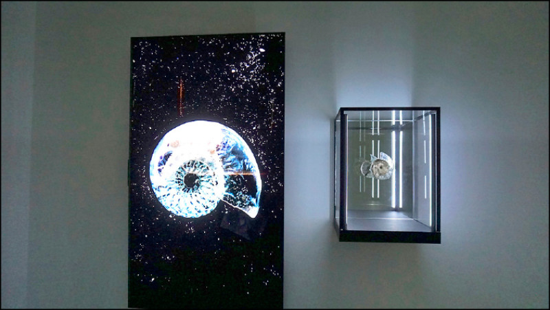 日本藝術家豬股亞希〈進化考察＃1：菊石〉重新編織人類、生物和物體的整體世界觀。