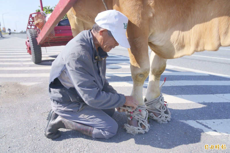 就在大馬路旁，農民俯身、跪坐為牛繫鞋。（記者劉人瑋攝）