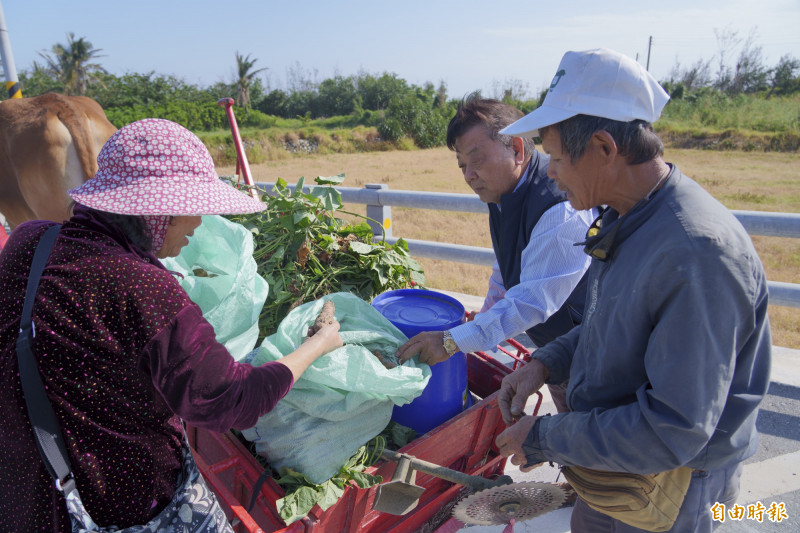 黃牛耕田，種作卻賣相不佳，其實這都是傳統耕法，也多為牛的飼料。（記者劉人瑋攝）