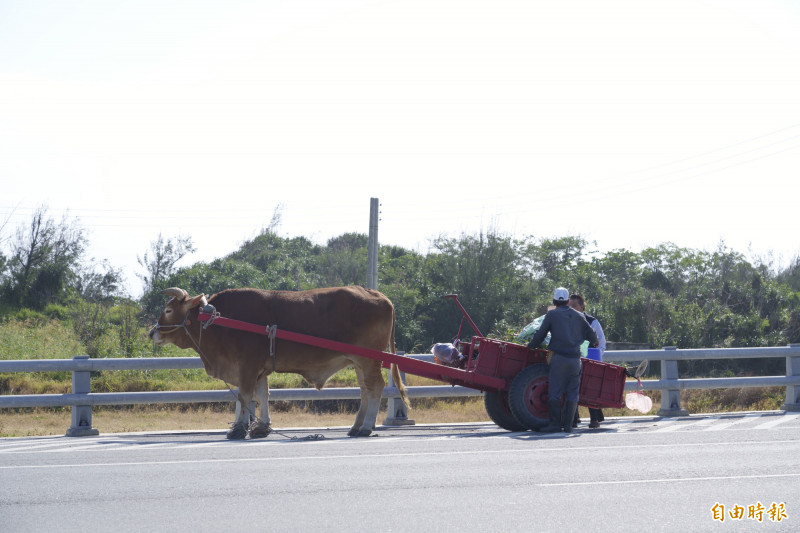 大馬路旁的農民使用牛車，似乎回到台灣以往農村社會景象。（記者劉人瑋攝）