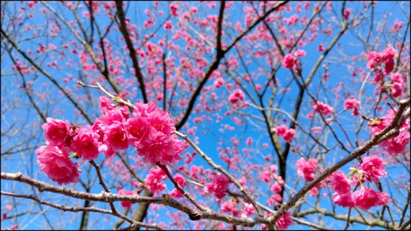 山櫻花繽紛緋紅，又稱緋寒櫻，以台灣命名為Taiwan Cherry。