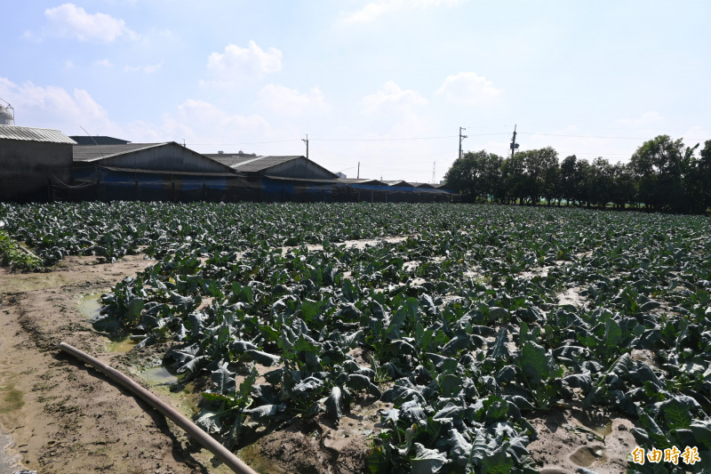 大使公當年收服田螺精的池塘，如今已填平為菜園。（記者蘇福男攝）